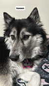 magg0tfleshh Altpins Profile Picture