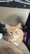 magg0tfleshh Altpins Profile Picture