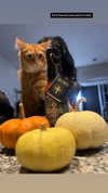 magg0tfleshh Altpins Profile Picture