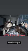 magg0tfleshh Altpins Profile Picture