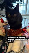 magg0tfleshh Altpins Profile Picture