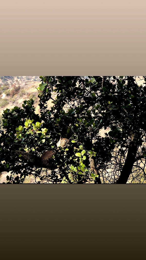 mai_glazer mai_glazer archive image
