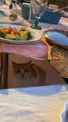 mai_glazer Altpins Profile Picture