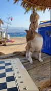 mai_glazer Altpins Profile Picture