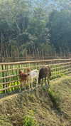 mai_glazer Altpins Profile Picture