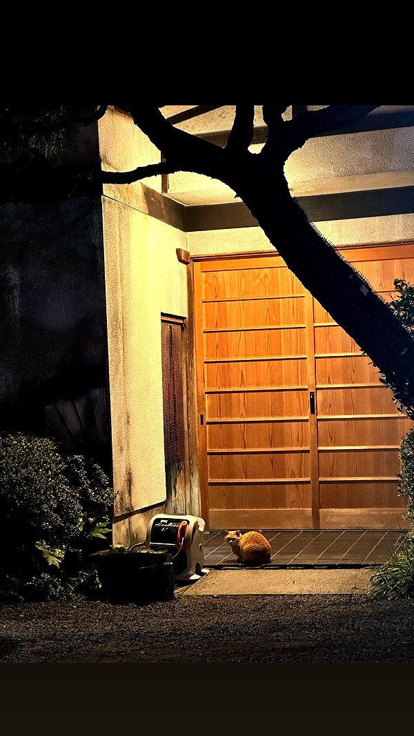 maomao.418 maomao.418 archive image