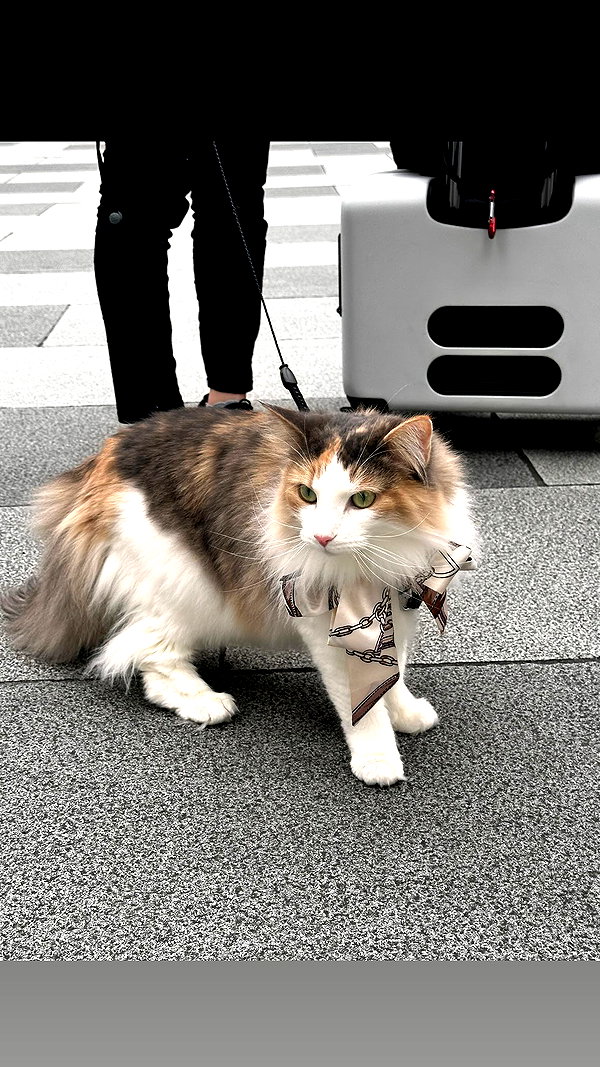 maomao.418 maomao.418 archive image