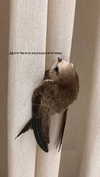 maria_vaisburd Altpins Profile Picture