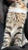 mariannamosesova Altpins Profile Picture