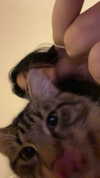 mariannamosesova Altpins Profile Picture