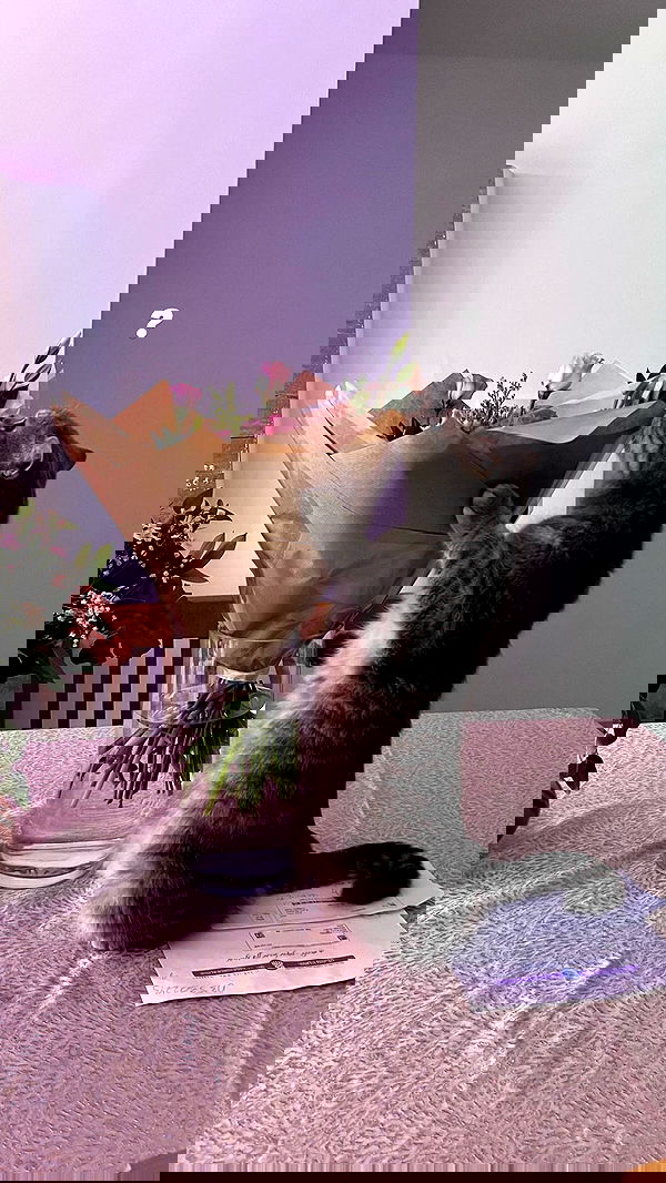 marsonargo marsonargo archive image