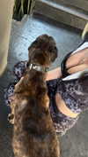 martinadoglioli Altpins Profile Picture