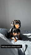 martinadoglioli Altpins Profile Picture