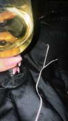 may__hillel Altpins Profile Picture