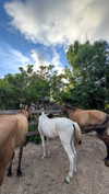 mayan.cohen Altpins Profile Picture