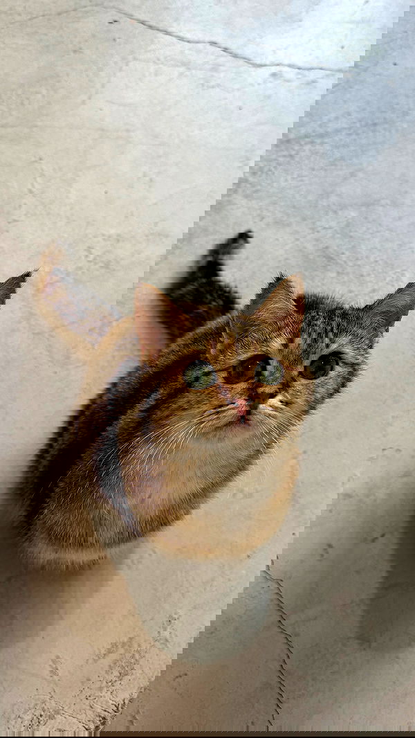 meikeae image ~ Altpins