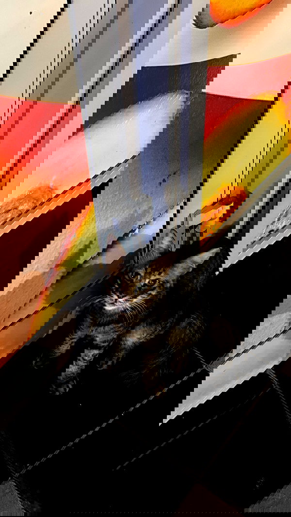 meikeae image ~ Altpins