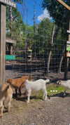 mel_cerillo Altpins Profile Picture