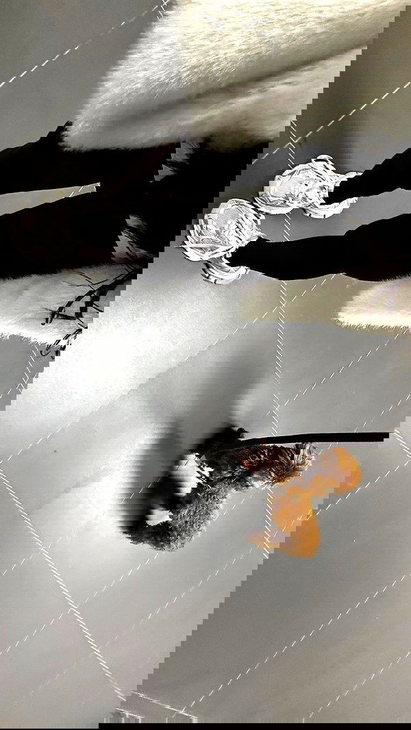 meleeva meleeva archive image