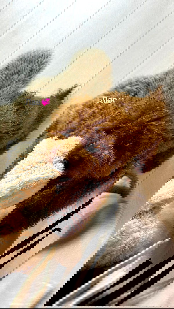 meleeva meleeva archive image