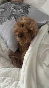 melislie Altpins Profile Picture