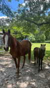 melislie Altpins Profile Picture