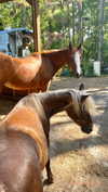 melislie Altpins Profile Picture