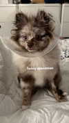 melissacollazo Altpins Profile Picture