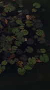 merveystar Altpins Profile Picture