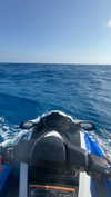 meytal_zerbib Altpins Profile Picture