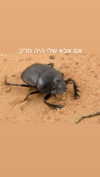 mika_doesnt_exist Altpins Profile Picture
