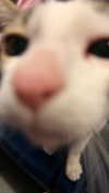 milanyatko Altpins Profile Picture