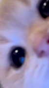 milanyatko Altpins Profile Picture