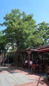 minicuta Altpins Profile Picture