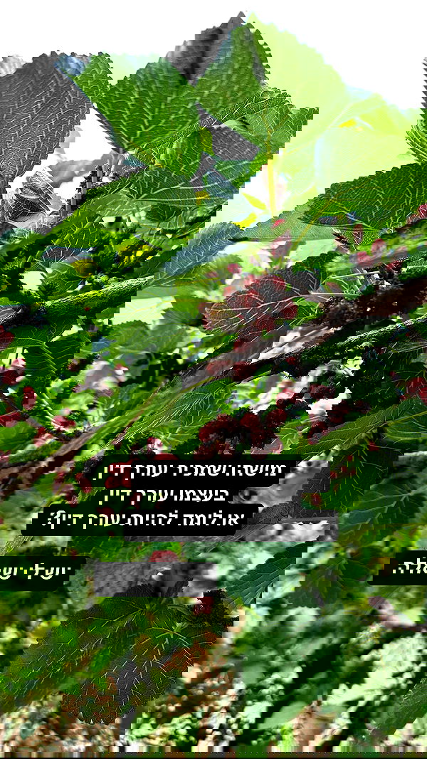 mishel116 mishel116 archive image