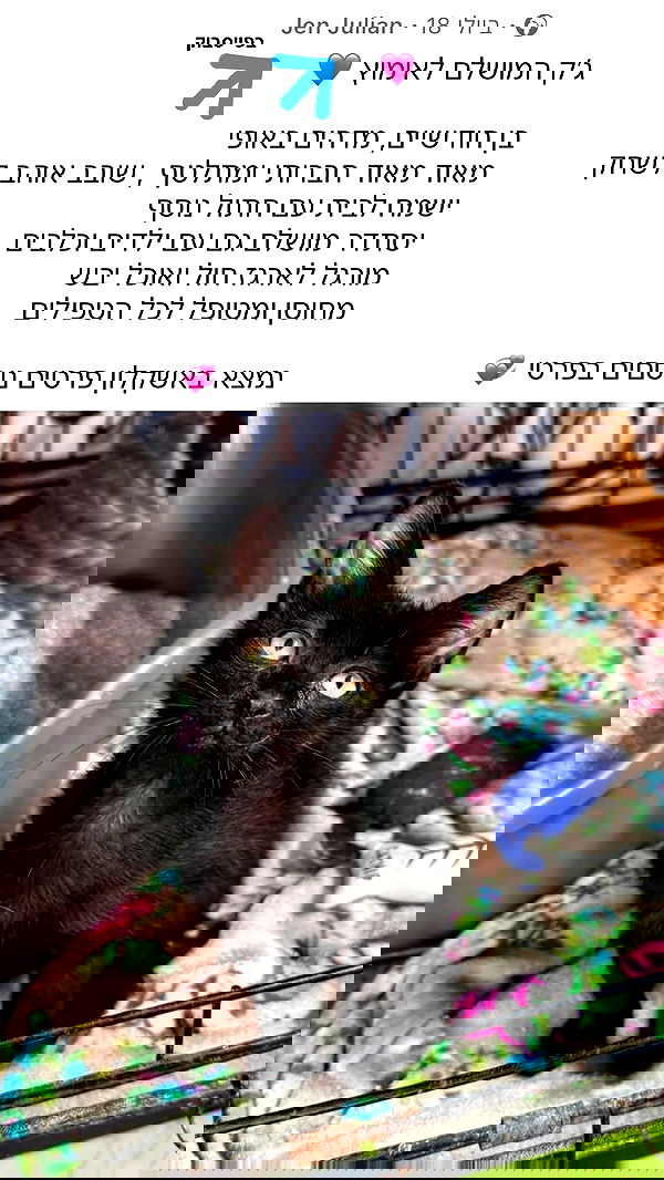 mishel116 mishel116 archive image