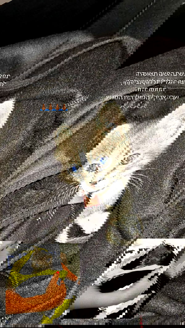 mishel116 mishel116 archive image