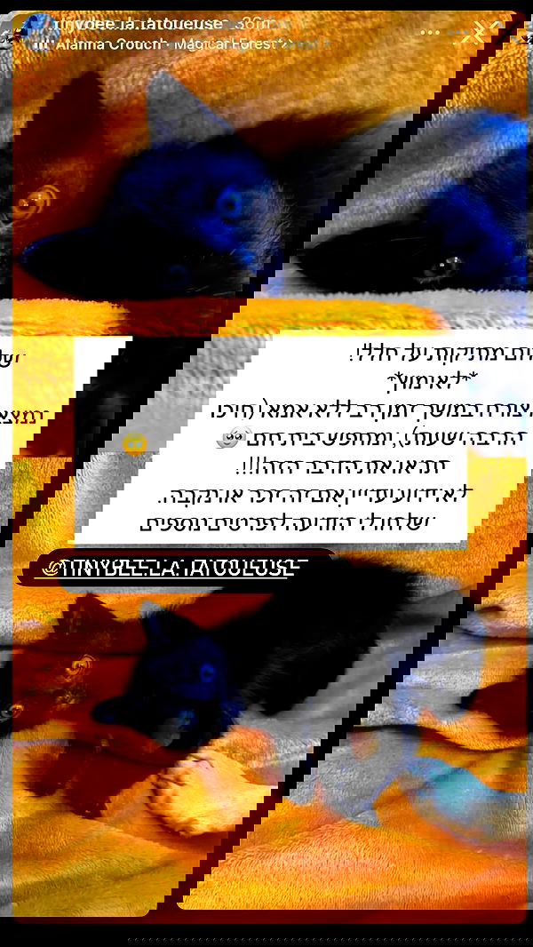 mishel116 mishel116 archive image