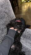 miss_baby007 Altpins Profile Picture