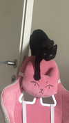 miss_baby007 Altpins Profile Picture