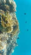 miya_sahar Altpins Profile Picture
