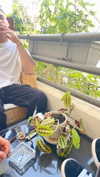 miya_sahar Altpins Profile Picture