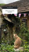 mollieruck Altpins Profile Picture