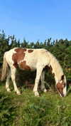 mollieruck Altpins Profile Picture