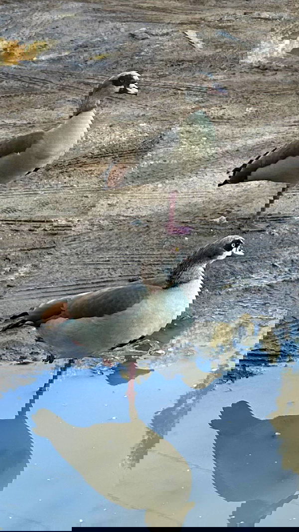 moonliliaght moonliliaght archive image