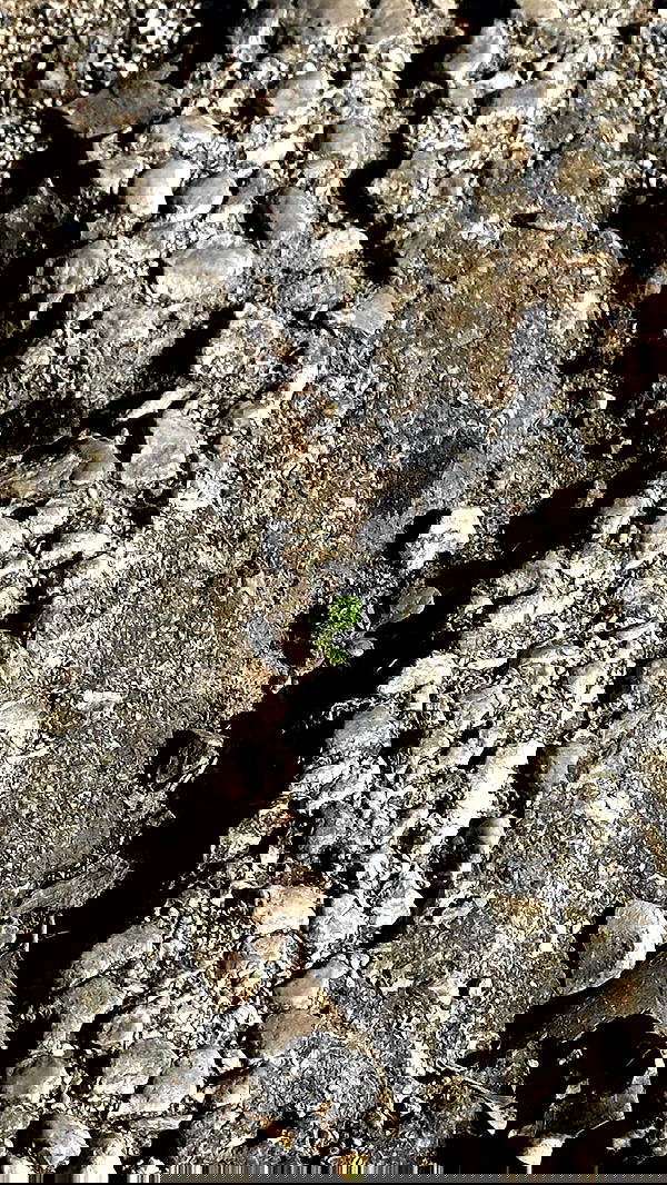 moonliliaght moonliliaght archive image