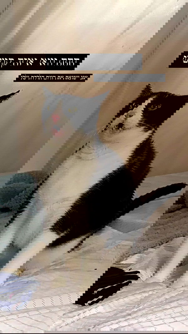 moonliliaght moonliliaght archive image