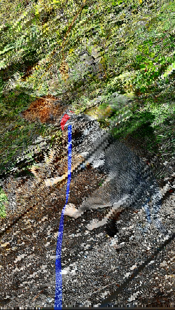 moonliliaght moonliliaght archive image