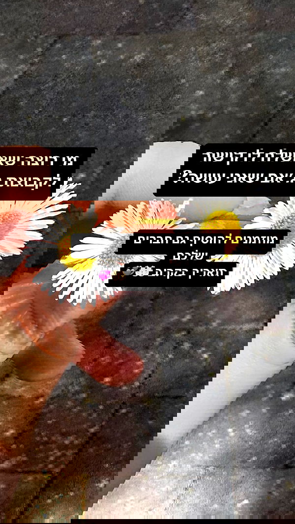 moonliliaght moonliliaght archive image