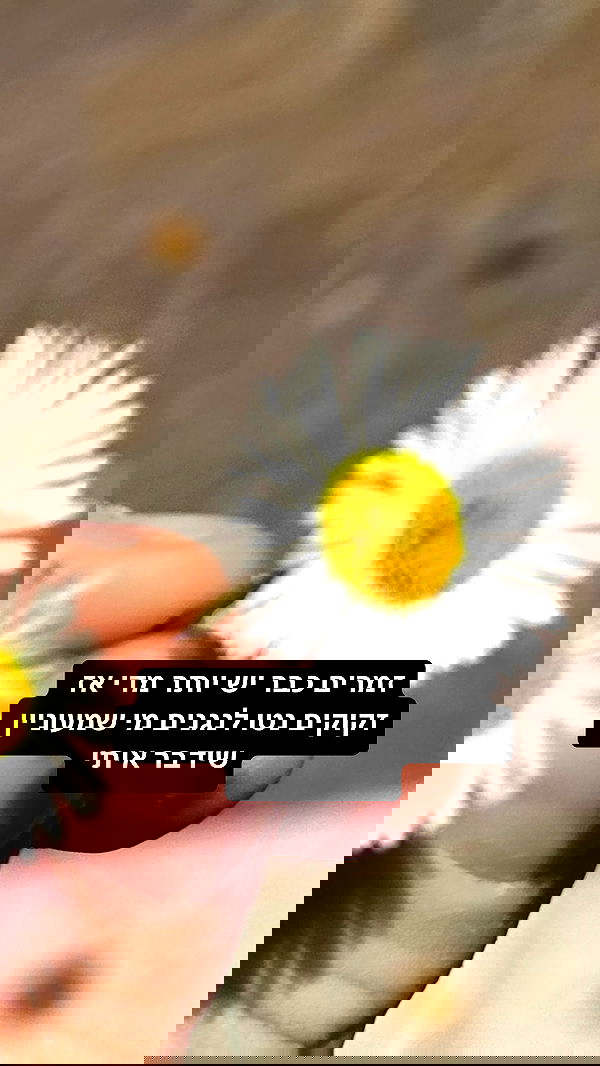 moonliliaght moonliliaght archive image